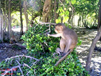 Cuc Phuong National Park